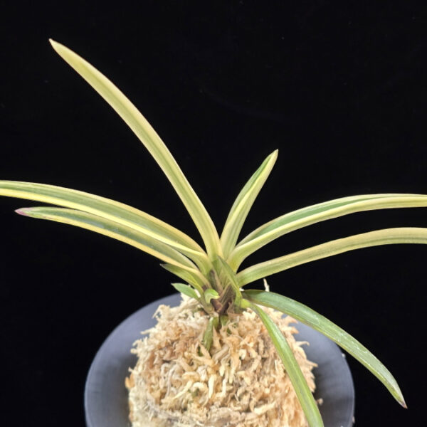 유리 琉璃 Yuri (Amami Kanpaku)