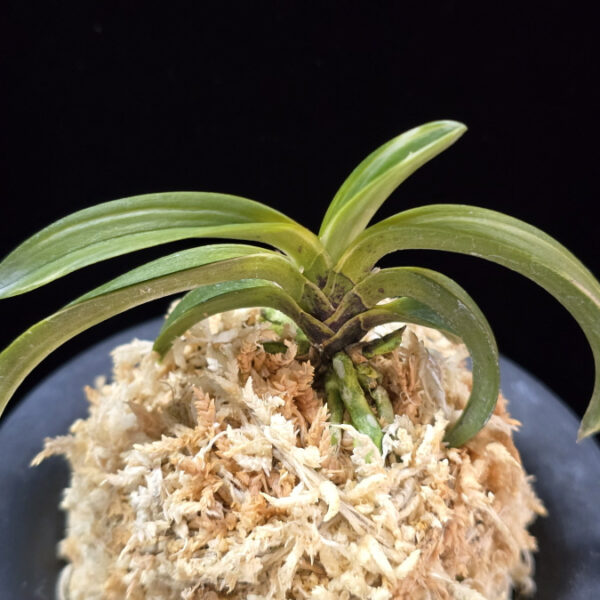 월파 越波 Wolpa(Geppa)