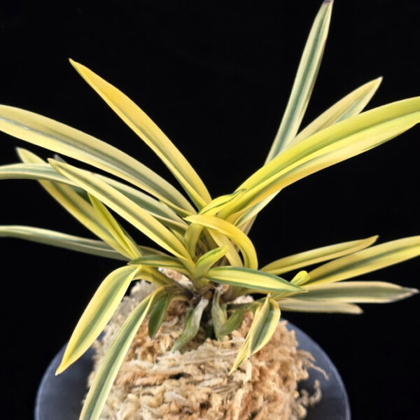 원화 源花  Wonhwa