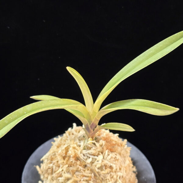 취설 吹雪  Chwiseol