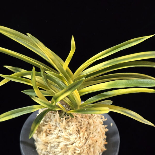 묘향 妙香 Myohyang