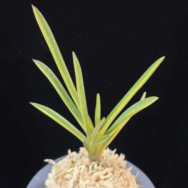 석영호 夕映縞 Yubae Shima