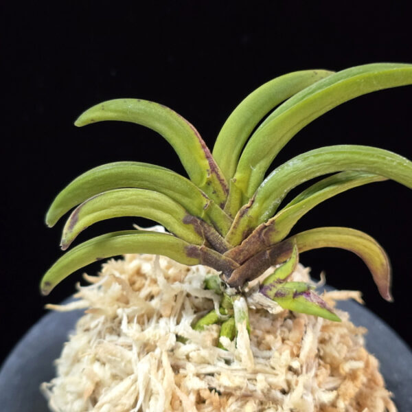 변경환 弁慶丸 Benkeimaru