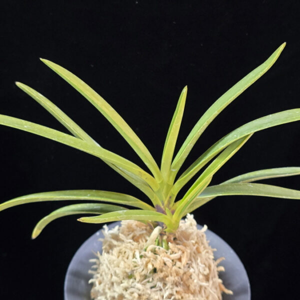 건국 建國 Kenkoku