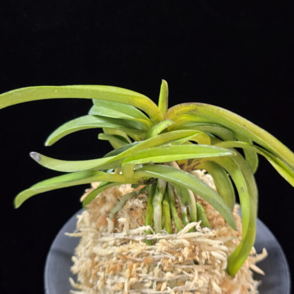 대풍해 大楓海 Daepunghae (Onamiseikai Benikaedae)