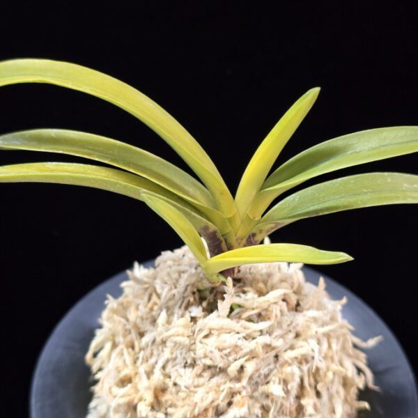 탄황룡 灘黄龍 Nadakiryu