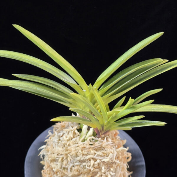 비지예 羆の誉 Higuma no Homare