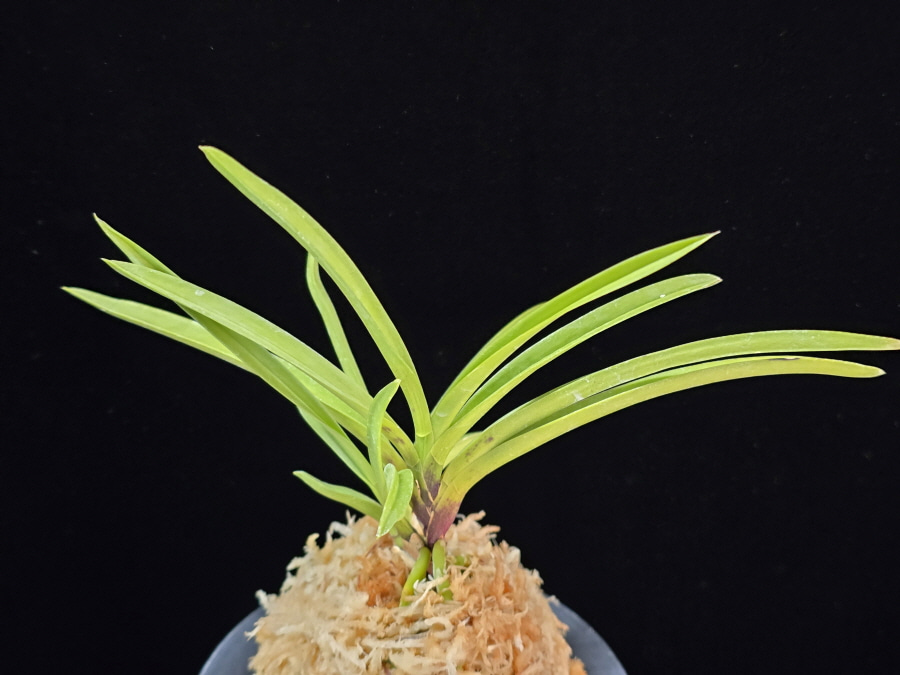 홍매 紅梅 Kobai 홍매 紅梅 Kobai