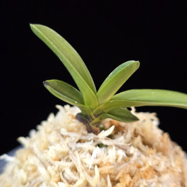 백일몽 白日夢 Hakujitsumu