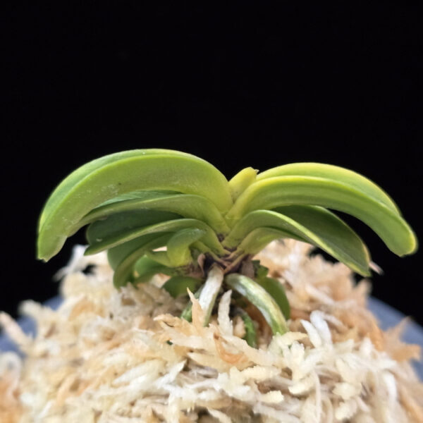 청해금 靑海錦 Seikai Nishiki