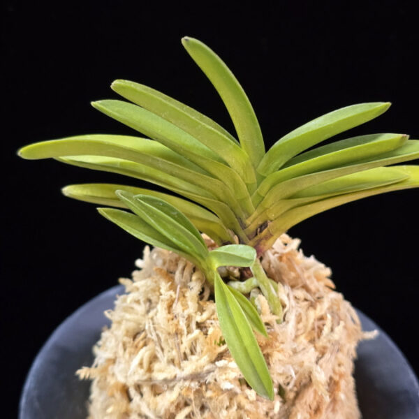 주홍성 朱紅星 Juhongseong