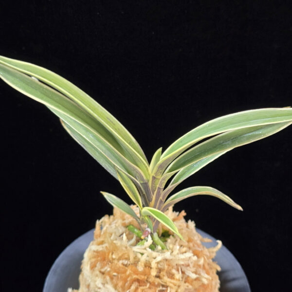 수백 琇白 Subaek