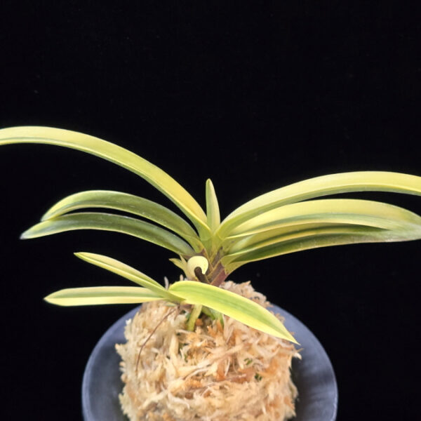 금직 錦織 Nishikiori