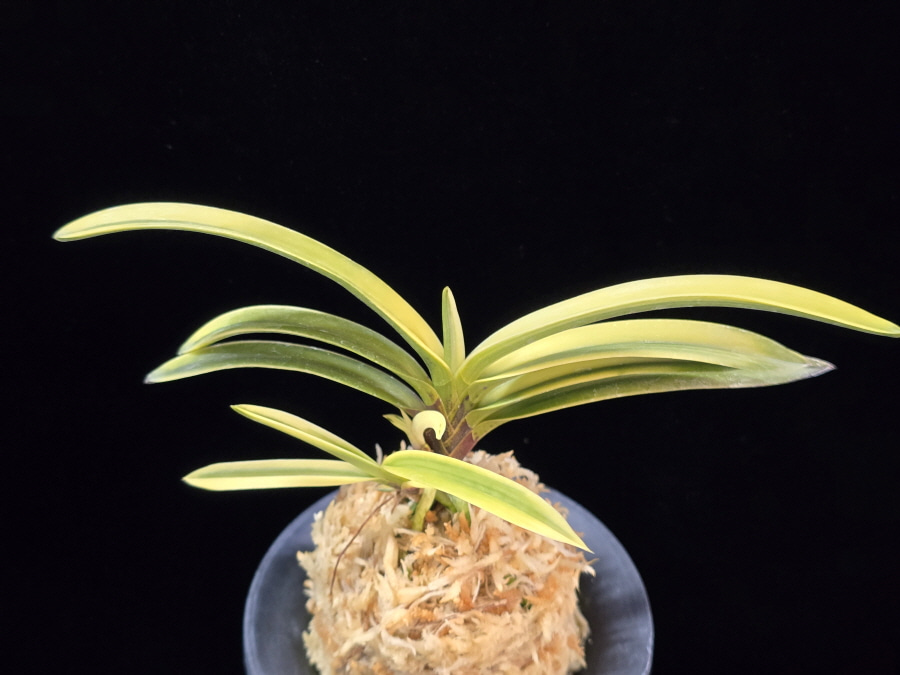 금직 錦織 Nishikiori 금직 錦織 Nishikiori