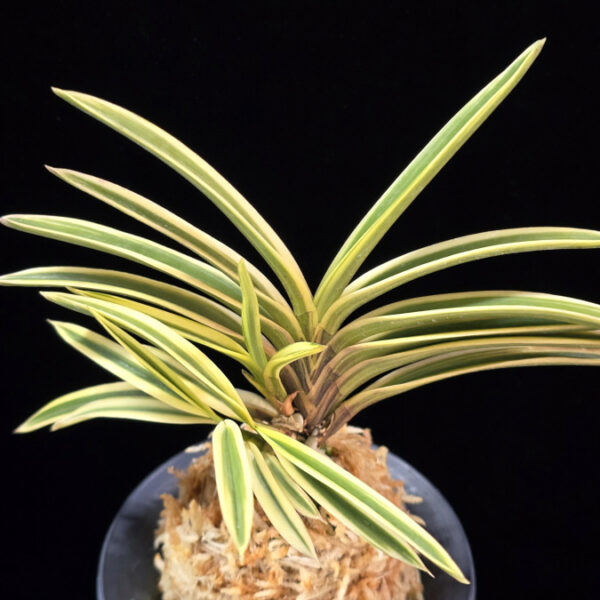 삼일 三一 Sam-il