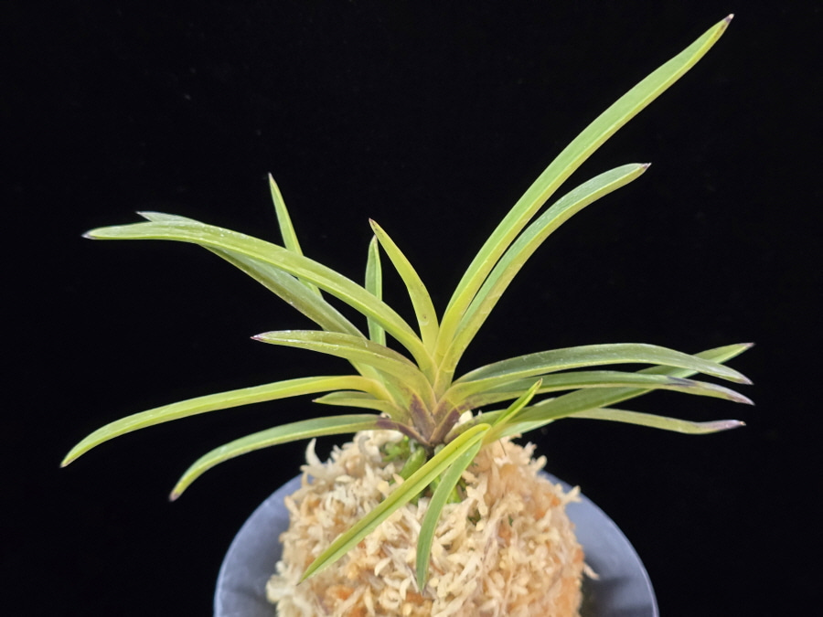 홍지연 紅池淵 Hongjiyeon (3spur) 홍지연 紅池淵 Hongjiyeon (3spur)