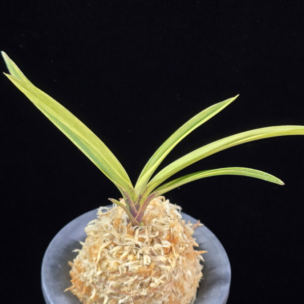 백희설 白熙雪 Baekhuiseol