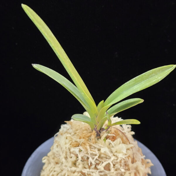 주천왕백호 朱天王白縞 Shutenno Shiroshima