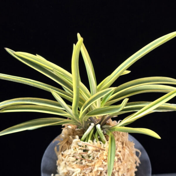 충무관 忠武冠 Chungmugwan