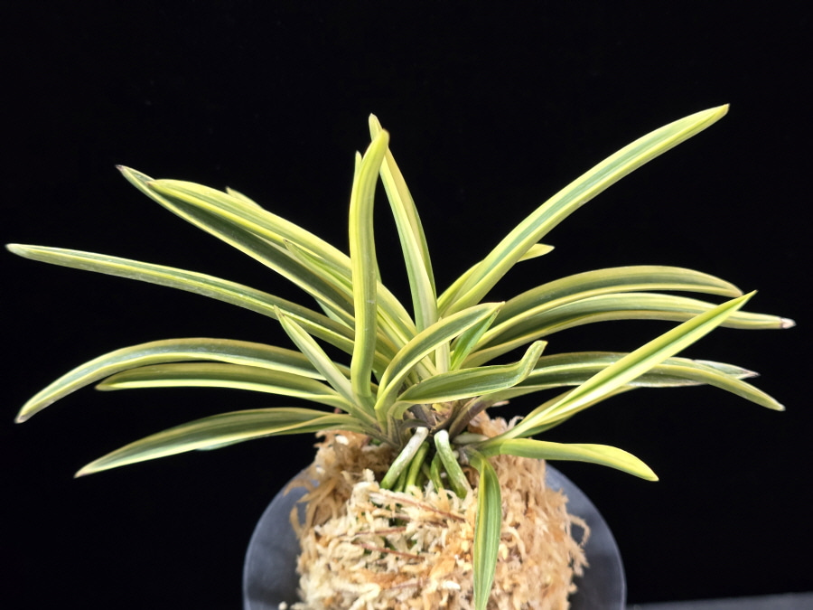 충무관 忠武冠 Chungmugwan 충무관 忠武冠 Chungmugwan