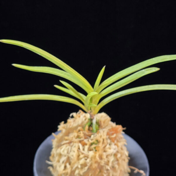 삼지연 三池淵 Samjiyeon (3 spur)