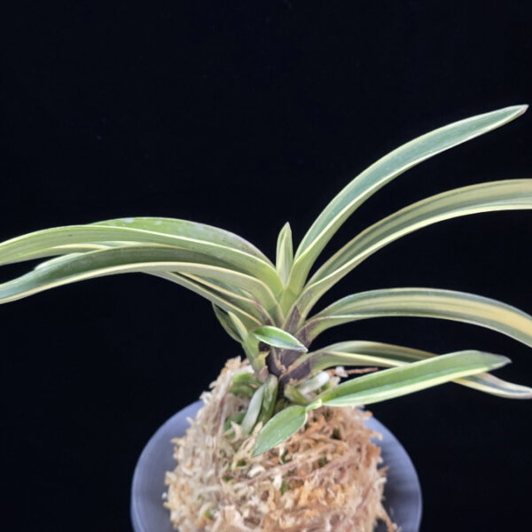 원창 圓窓 Wonchang(Enso)