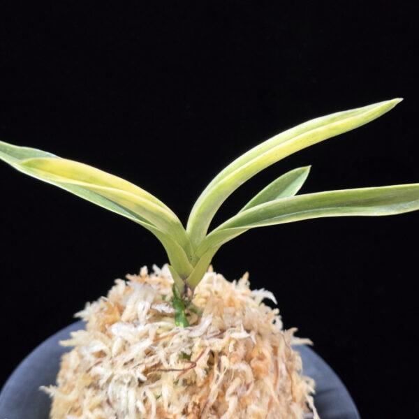 자미성 紫微星 Jamiseong (Sibisei)