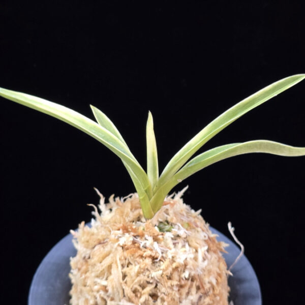 자미성 紫微星 Jamiseong (Sibisei)