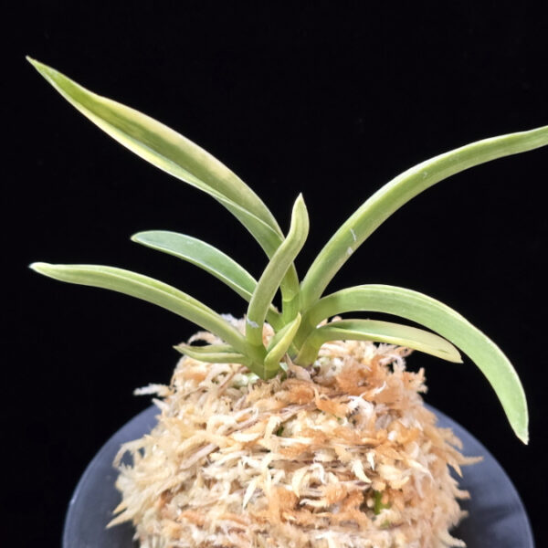 자미성 紫微星 Jamiseong (Sibisei)