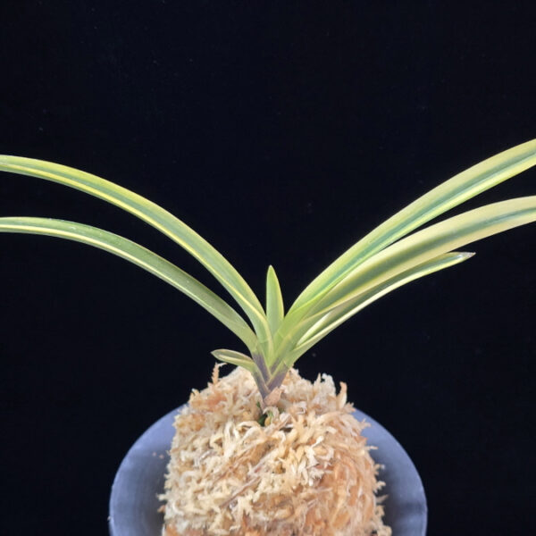 영호 影虎 Kagetora