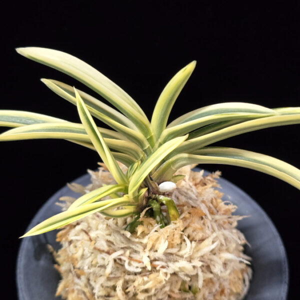 계백 係白 Gyebaek