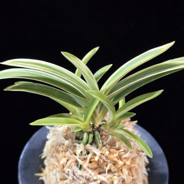 천명 天明 Cheonmyeong(Tenmei)