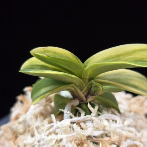 각왕산 覚王山 Kakuozan