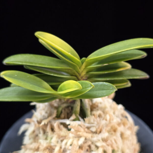 추옥보 秋玉寶 Chuokbo