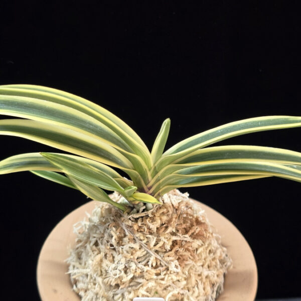 천설 天雪 Cheonseol