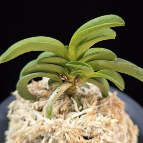 수해 樹海 Suhae(Jukai)