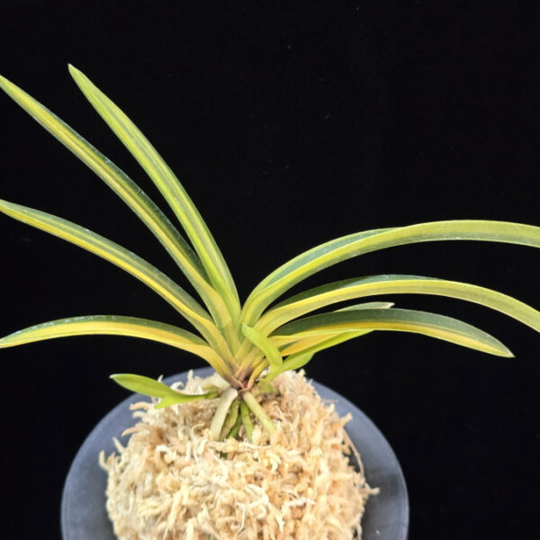 갈채 喝采 Galchae(Kassai)