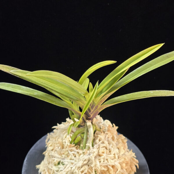 백조 白鳥 Hakucho