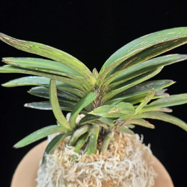 황야 荒野 Hwang-ya(Kouya)