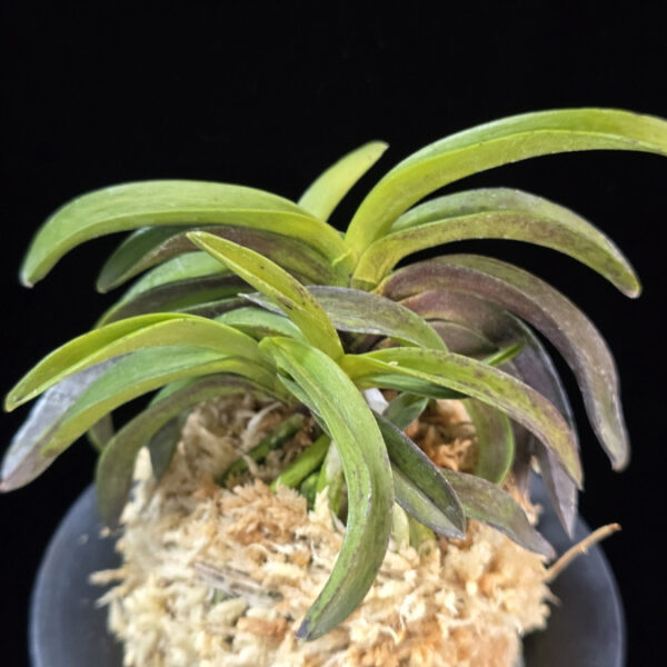 대황해 大黃海 Daehwanghae (Onamiseikai kibana)