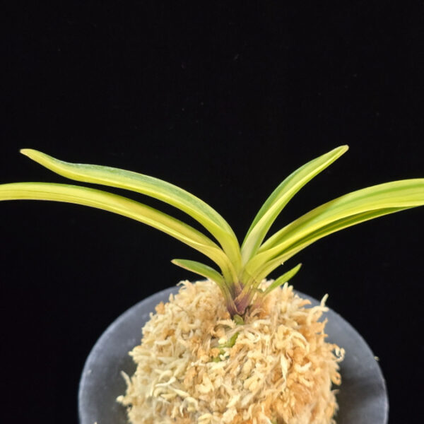 백희설 白熙雪 Baekhuiseol