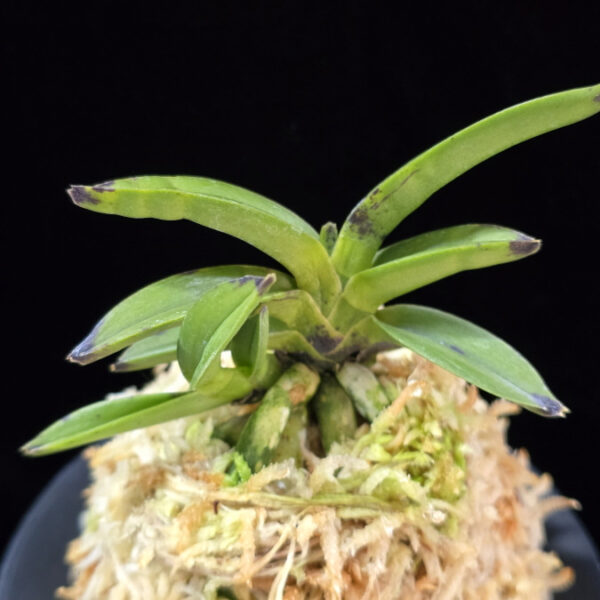 천하장사 天下壯士 Cheonhajangsa