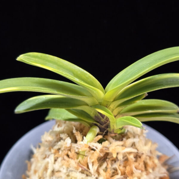 비금 轡錦 Kutsuwa nishiki