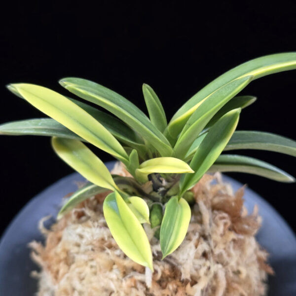 성대호 聖代縞 Sedai Shima