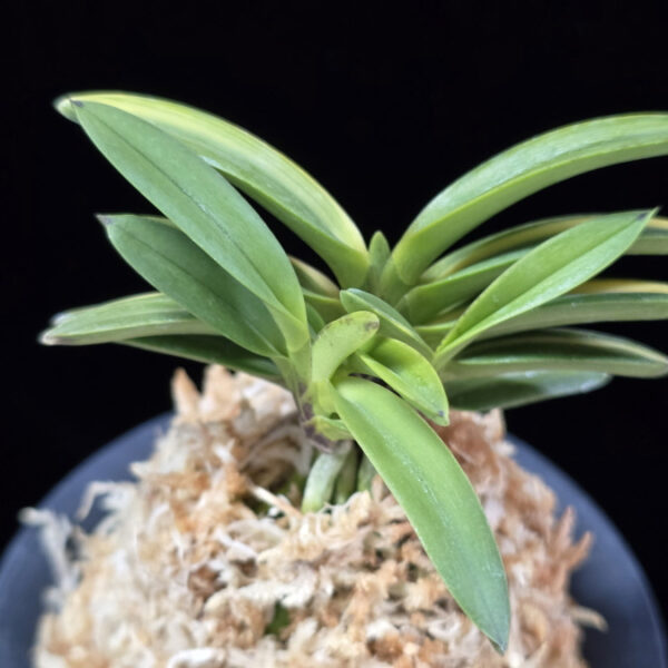 성대호 聖代縞 Sedai Shima