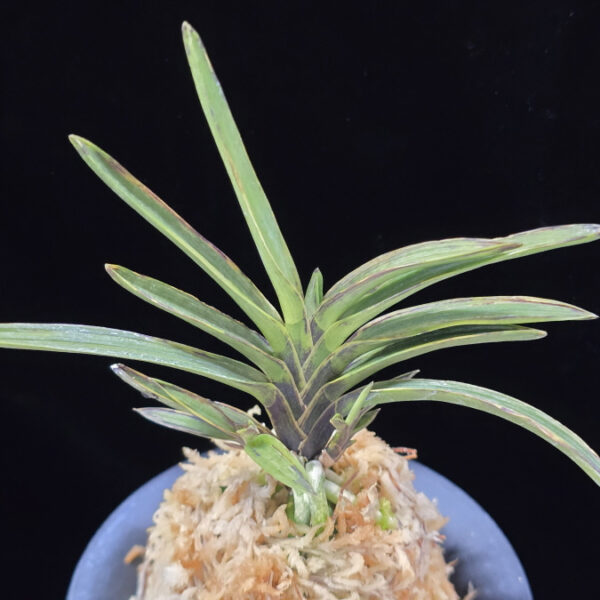 발해 渤海 Balhae