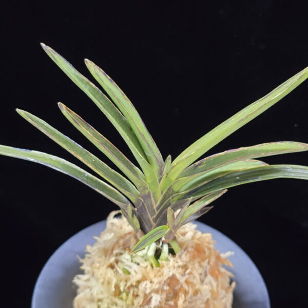 발해 渤海 Balhae