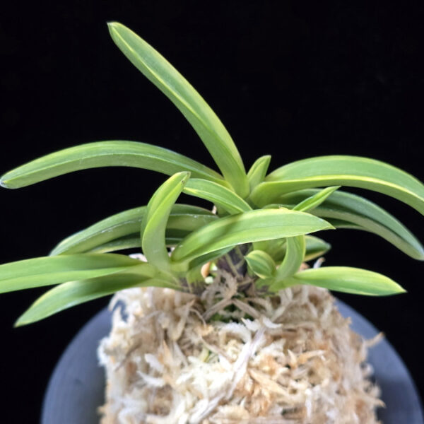 취화금 翠華錦 Suikanishiki