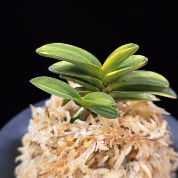 무학금 舞鶴錦 Maizuru Nishiki