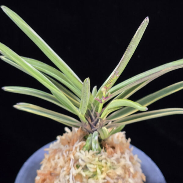 은세계 銀世界 Ginsekai